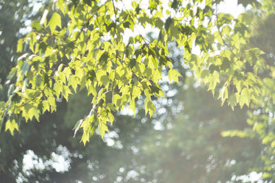 Low angle view of leaves on tree during sunny day