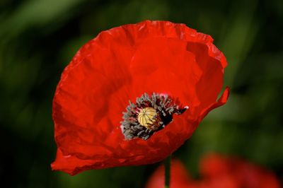 Close-up of red poppy flower