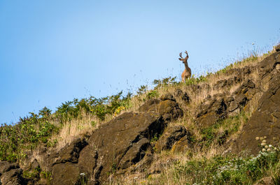 Low angle view of deer on mountain against clear sky