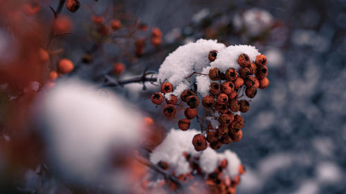 Close-up of snow on plant