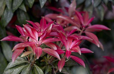 Close-up of red flowering plant