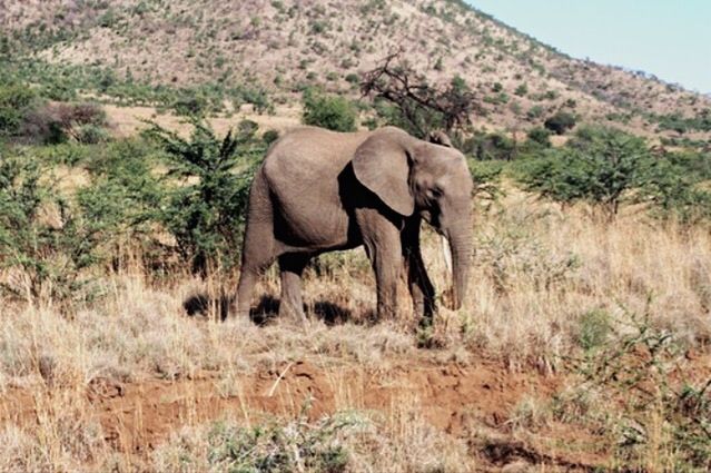 SIDE VIEW OF ELEPHANT STANDING BY GRASS