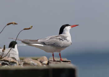 Close-up of seagull perching