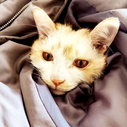 High angle portrait of cat relaxing on bed