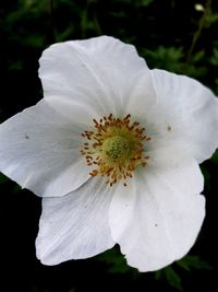 Close-up of white flower blooming outdoors