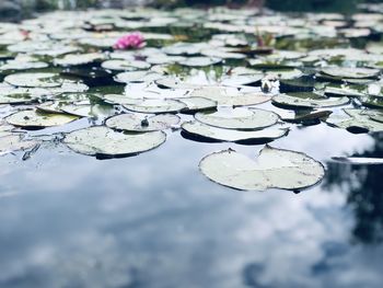 Close-up of lotus water lily in lake