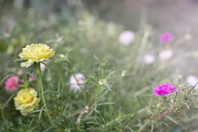 Close-up of flowering plants on field