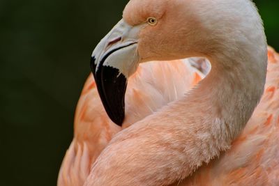 Close-up of bird