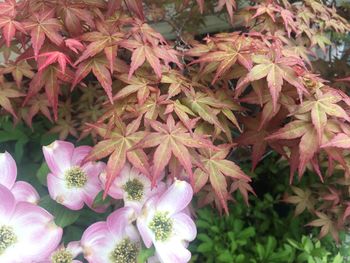 Close-up of pink flowering plant leaves in park