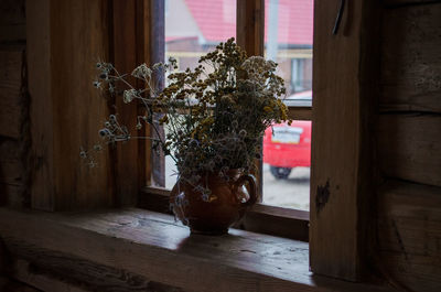 Close-up of potted plant on table