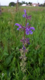 Close-up of fresh purple flowers blooming in field