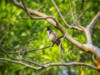 Close-up of bird perching on tree