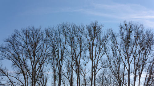 Low angle view of bare trees against sky