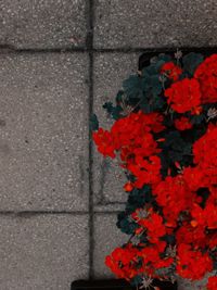 Close-up of red flowers