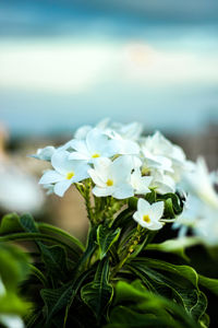 Close-up of white flowering plant