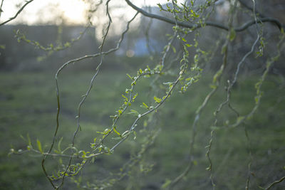 Close-up of plant