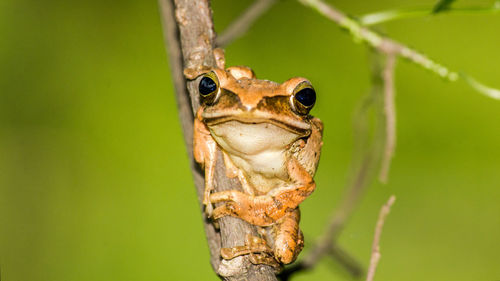 Close-up of frog on green leaf