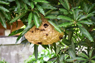 Close-up of butterfly on plant