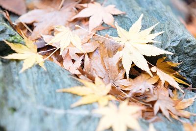 Close-up of maple leaves during autumn