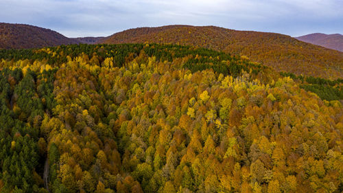 Scenic view of trees on mountain during autumn