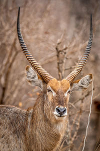 Close-up of deer