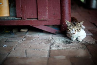 Portrait of cat relaxing on floor