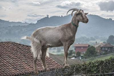 Horse standing in a farm