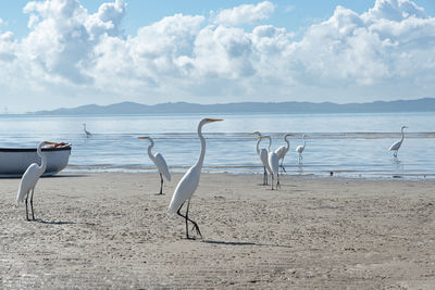 Several white herons on the edge of a beach. sea bird looking for food.