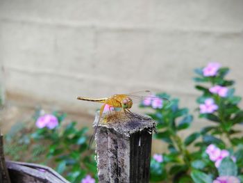 Close-up of butterfly perching on wooden post