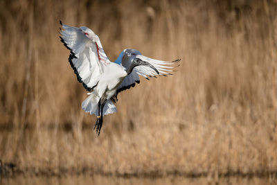 Bird flying over a field