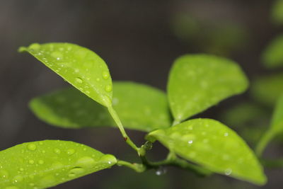 Close-up of raindrops on leaves