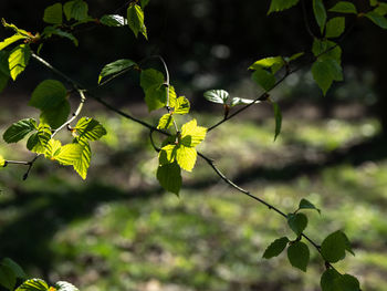 Close-up of yellow flowering plant