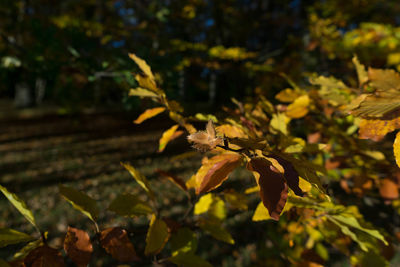 Close-up of yellow flowering plant leaves on land
