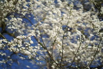 Close-up of flowering plant during winter