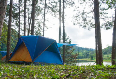 Tent on field against trees in forest