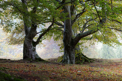 Trees on landscape during autumn