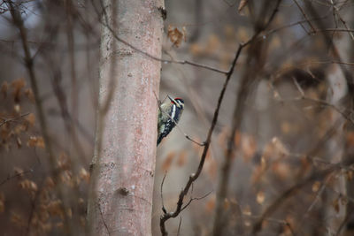 Close-up of bird perching on tree