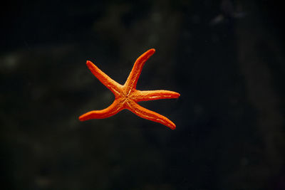 Close-up of starfish swimming in sea