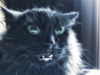 Close-up portrait of black cat