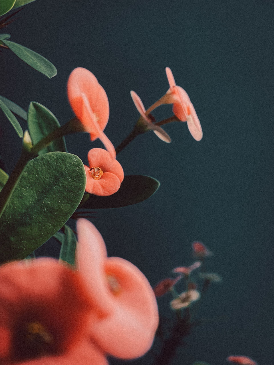 CLOSE-UP OF ORANGE FLOWERS ON PLANT