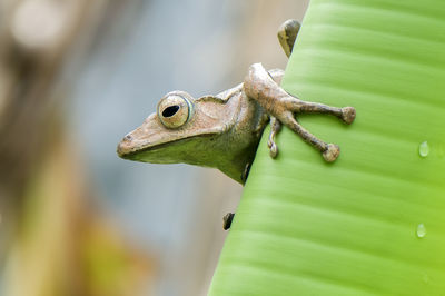 Close-up of lizard