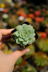 Close-up of hand holding plant