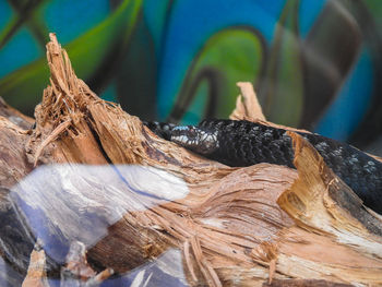 Close-up of lizard on tree trunk