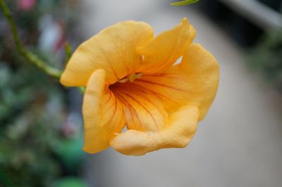 Close-up of yellow day lily blooming outdoors