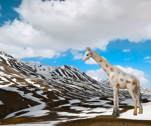 Side view of a horse standing on snow covered landscape