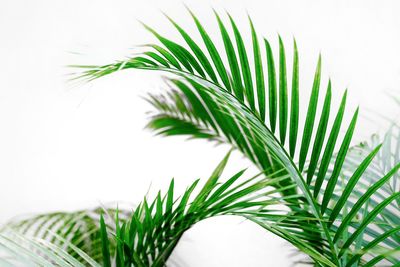 Close-up of palm tree leaves