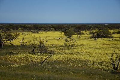 Scenic view of field against clear sky