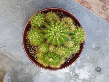 High angle view of potted echinopsis calochlora on table