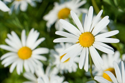 Close-up of white daisy flowers