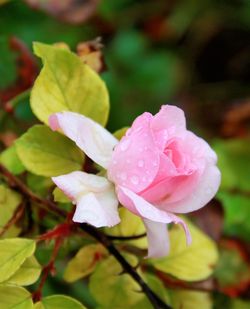 Close-up of wet pink flower blooming outdoors